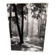 Silver gelatin photograph by Bernard Darot, backlit in the Bois de Boulogne, SNMF