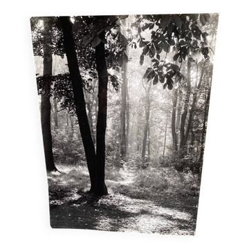 Photographie argentique Bernard Darot Contre-jour au Bois de Boulogne SNMF