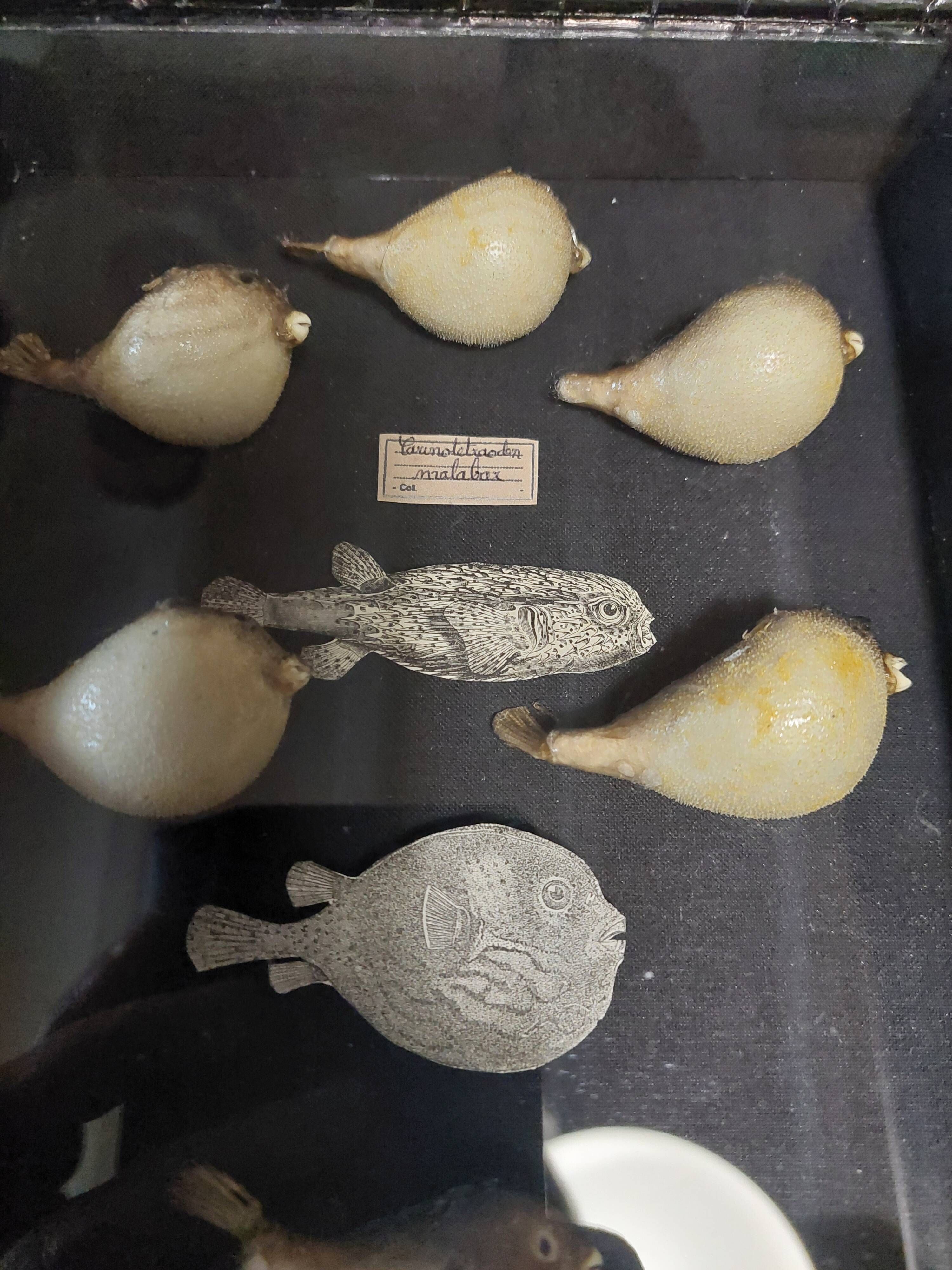 Frame with a collection of taxidermied fish Carinotetraodon travancoricus.