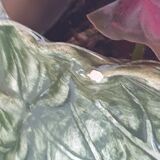 Vase dabbling