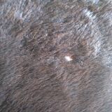 Real black and white cowhide