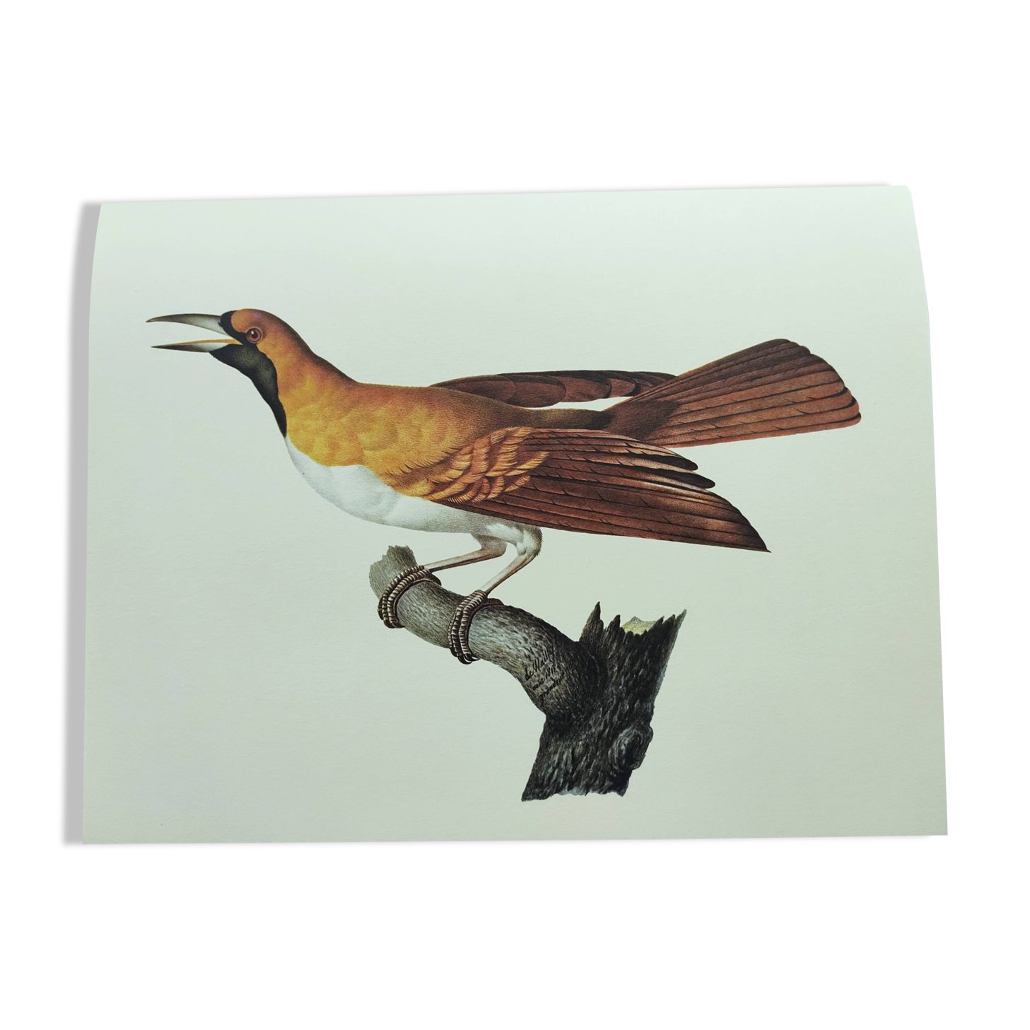 Planche ancienne -Petit Paradisier émeraude- Illustration zoologique