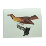 Old plate - Small Emerald Bird of Paradise - Zoological illustration