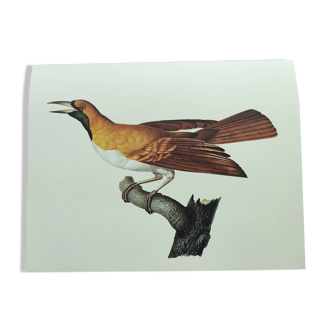 Old plate - Small Emerald Bird of Paradise - Zoological illustration