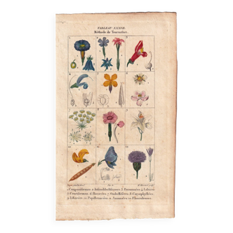 Lot of 2 color engravings 19th century 1820 Flower Flora Botanical Plant Floral Plants Decoration