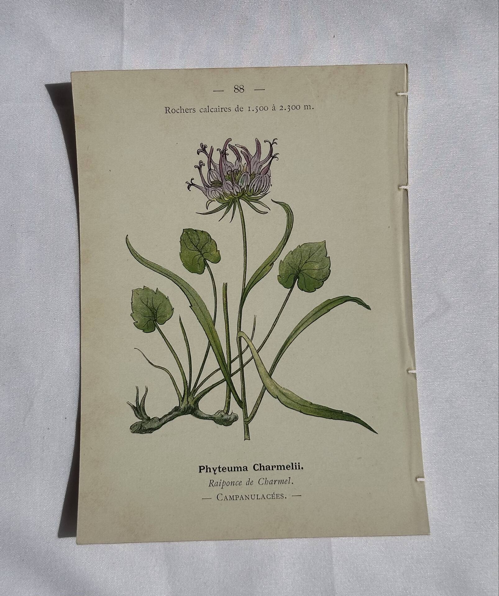 Gravure Botanique Ancienne XIXe – Lithographies Naturalistes  Fleurs &