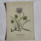 Gravure Botanique Ancienne XIXe – Lithographies Naturalistes  Fleurs &