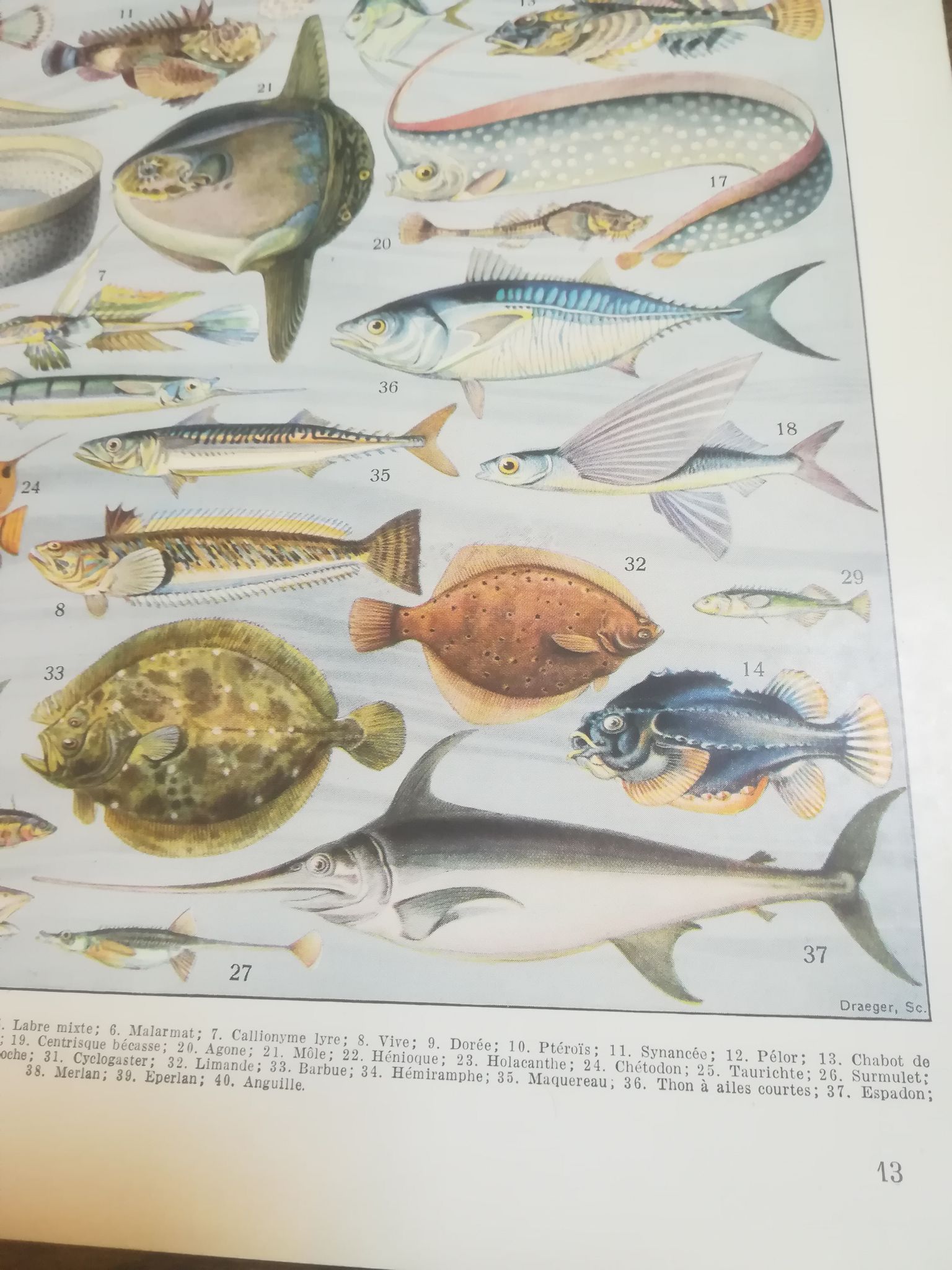 Lithographie sur les poissons de 1928
