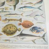 Fish lithograph from 1928