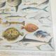 Lithographie sur les poissons de 1928