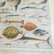 Lithographie sur les poissons de 1928