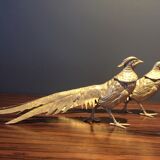 Pair of golden pheasants