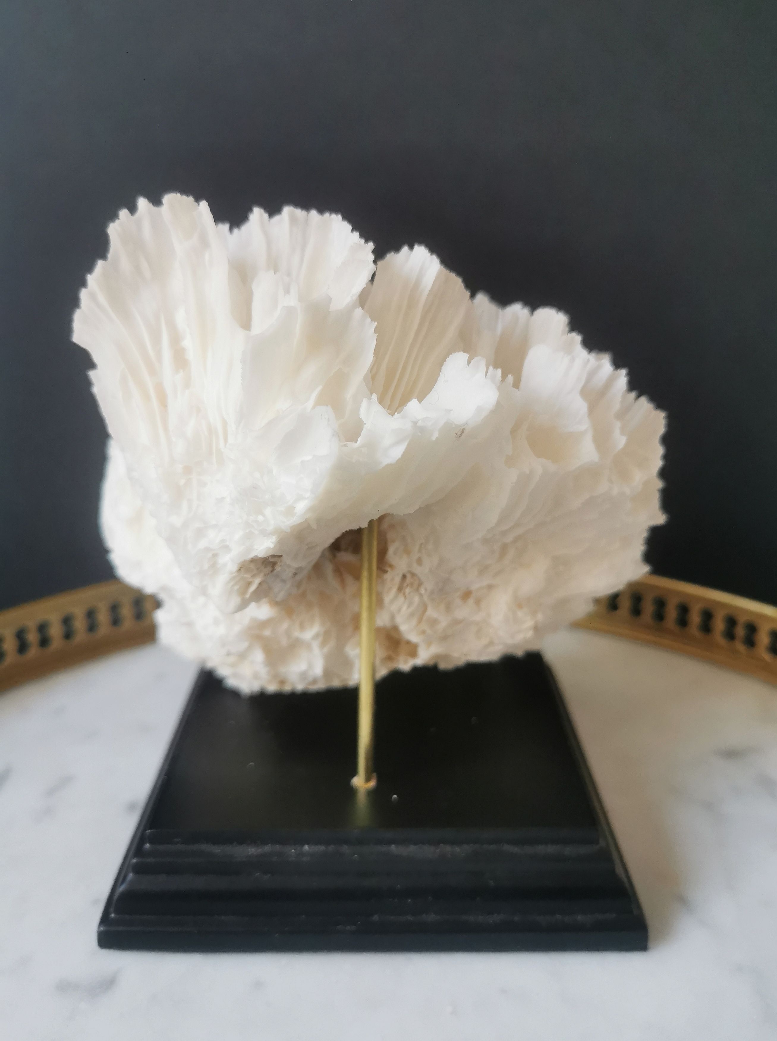 Old coral lace on black wood base. h. 12.5cm