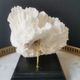 Old coral lace on black wood base. h. 12.5cm