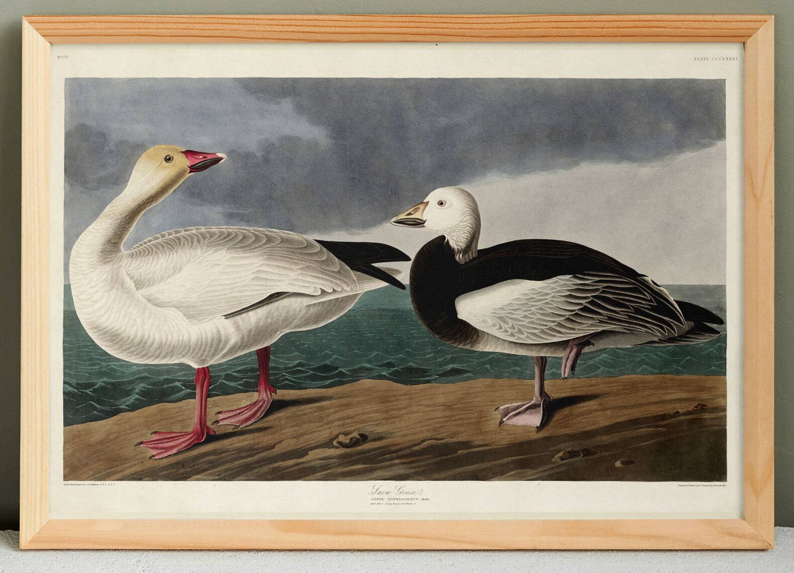 Poster about the Snow Goose, based on an old engraving from 1827.
