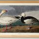 Poster about the Snow Goose, based on an old engraving from 1827.