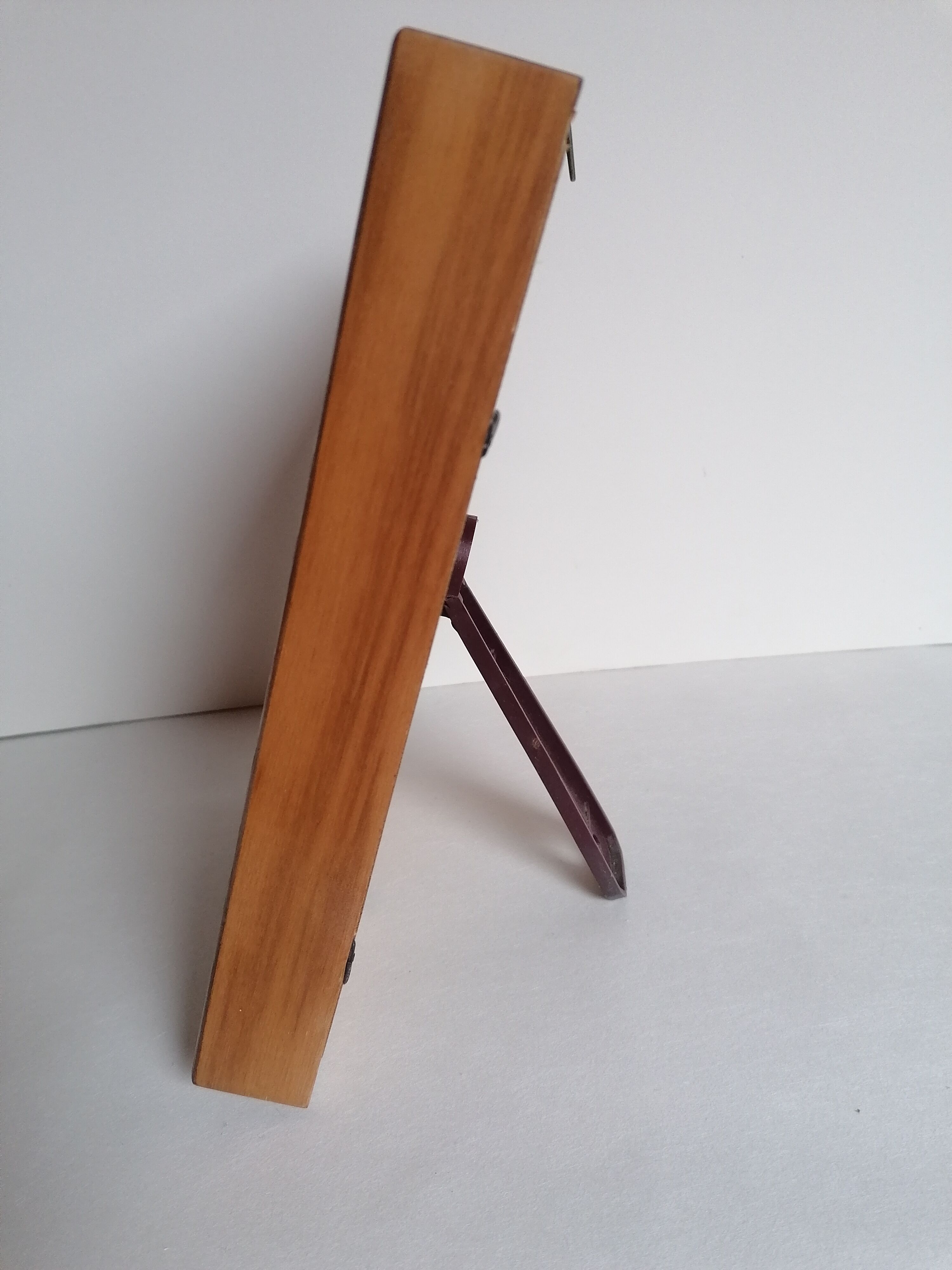 Butterflies taxidermy