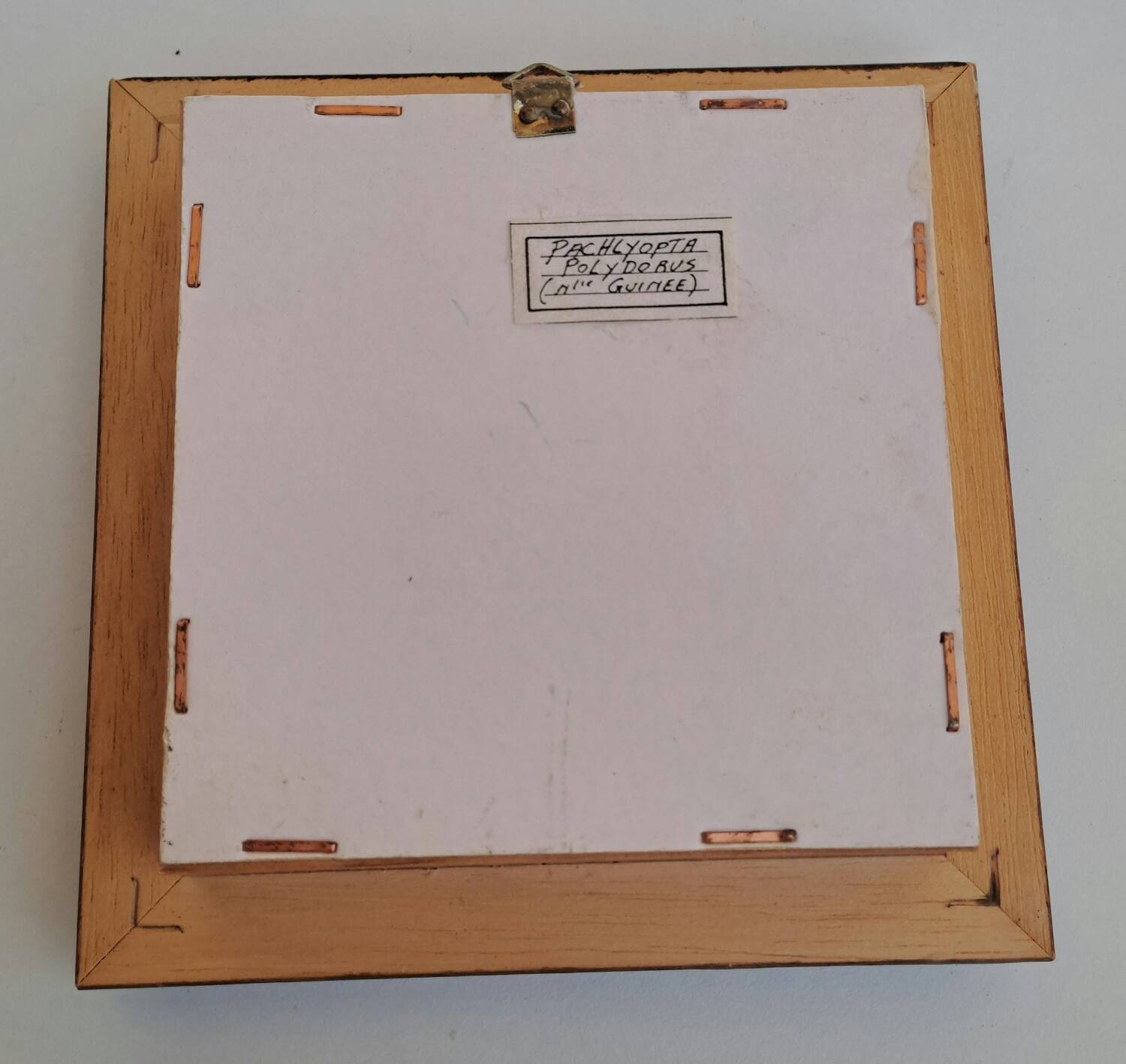 Butterfly under glass