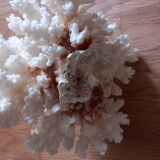 Coral shells