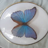 Papillon encadré cadre ovale bombé morpho