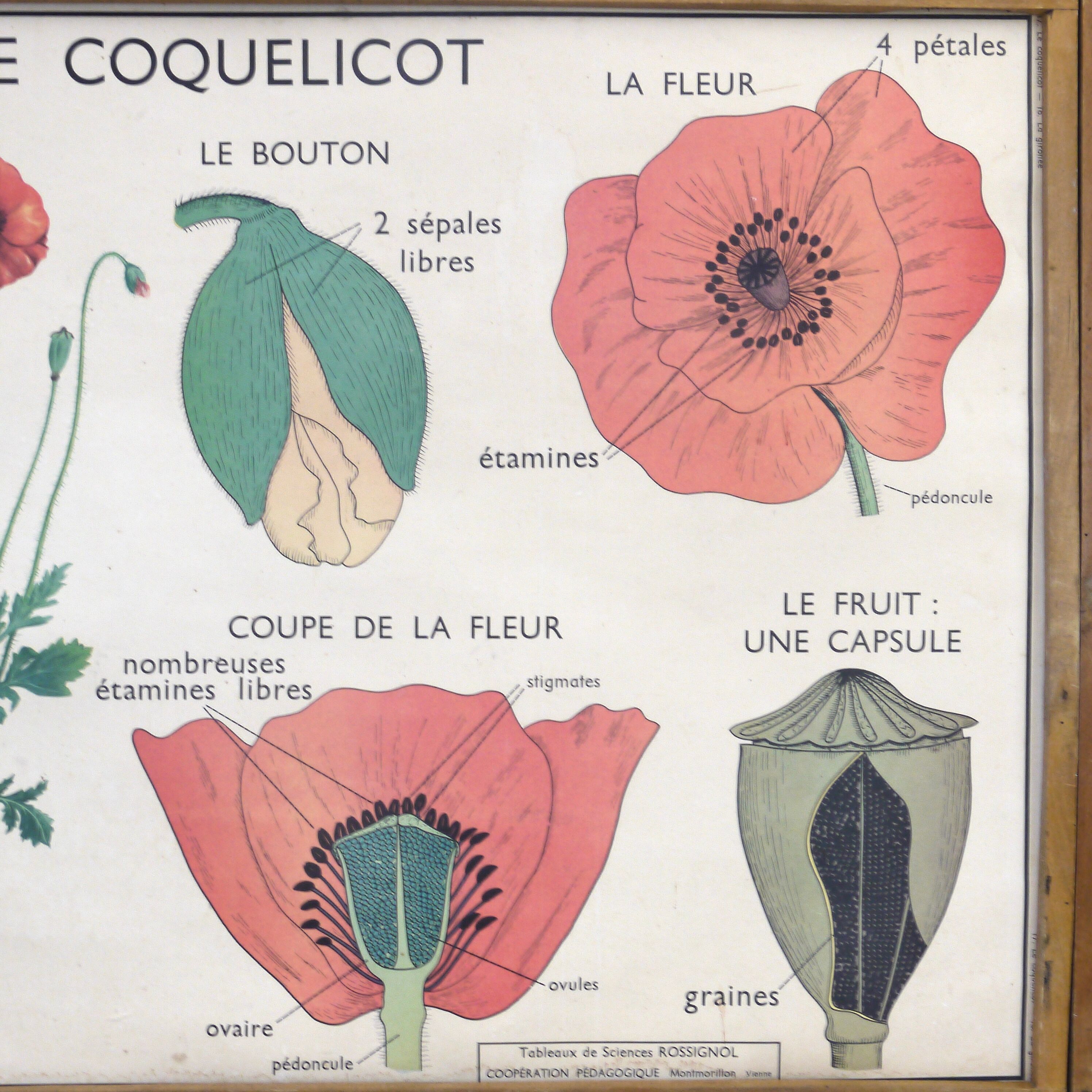 Educational poster the wallflower and poppy