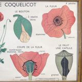 Educational poster the wallflower and poppy