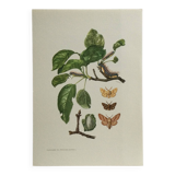 Old illustration "Butterflies", original plate from the 60s