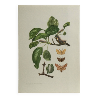 Old illustration "Butterflies", original plate from the 60s