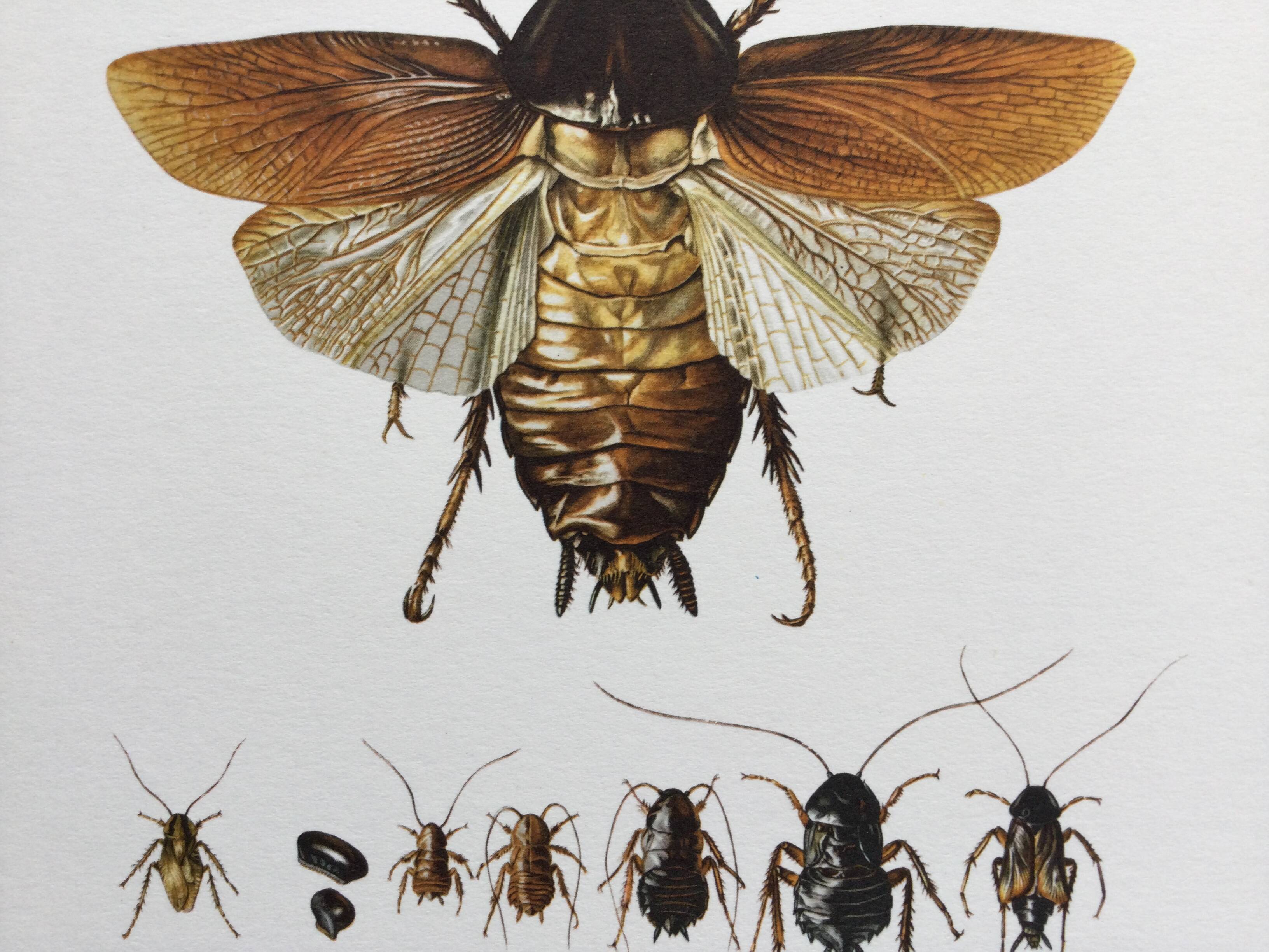 Old illustration "insects", 1960s