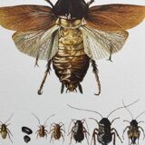 Old illustration "insects", 1960s