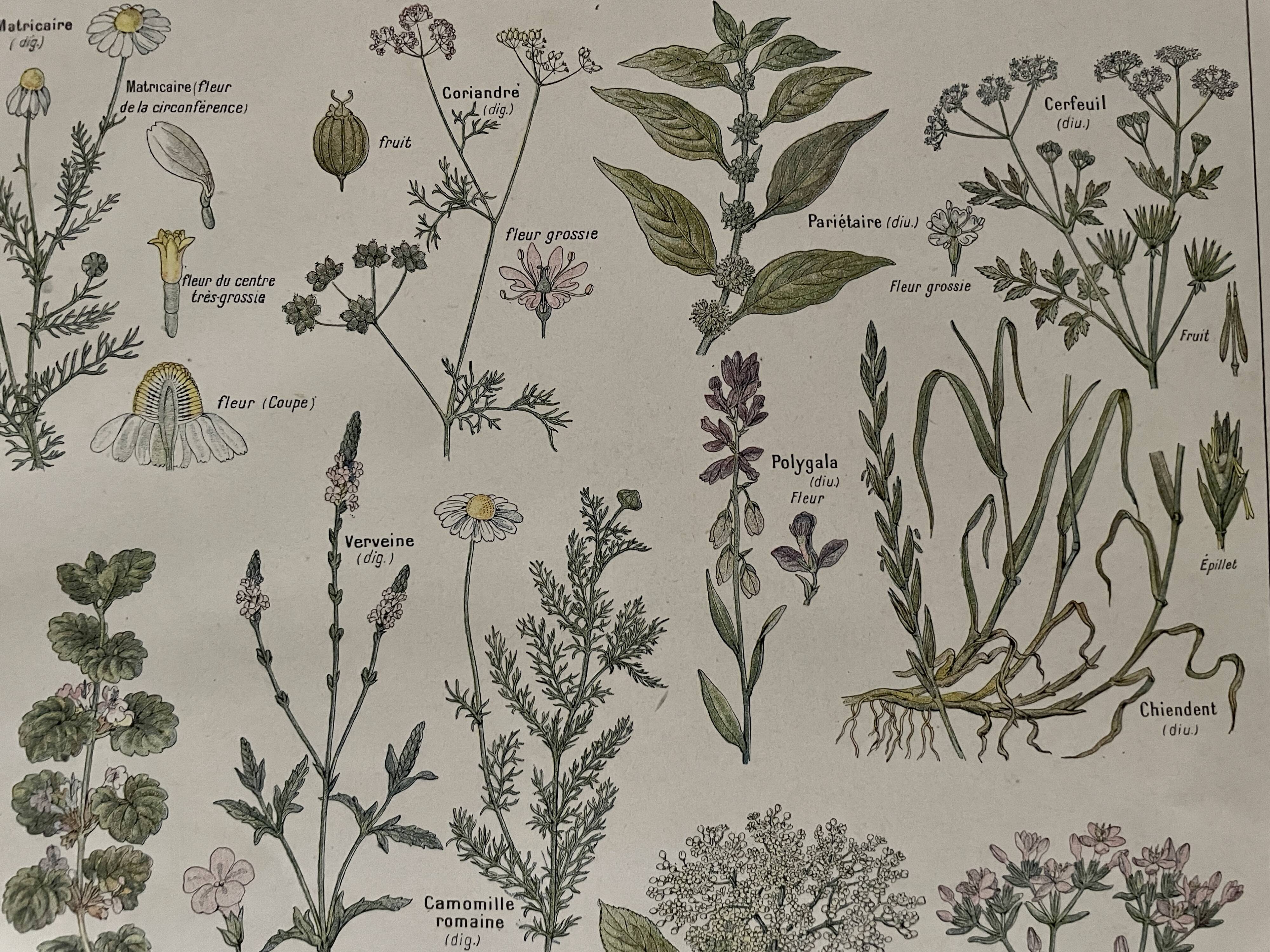 Lithograph medicinal plants (XXV) Chervil Sage Melissa - 1920