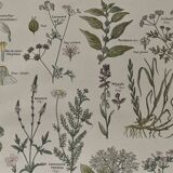 Lithograph medicinal plants (XXV) Chervil Sage Melissa - 1920