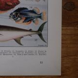 Lithographie originale sur les poissons