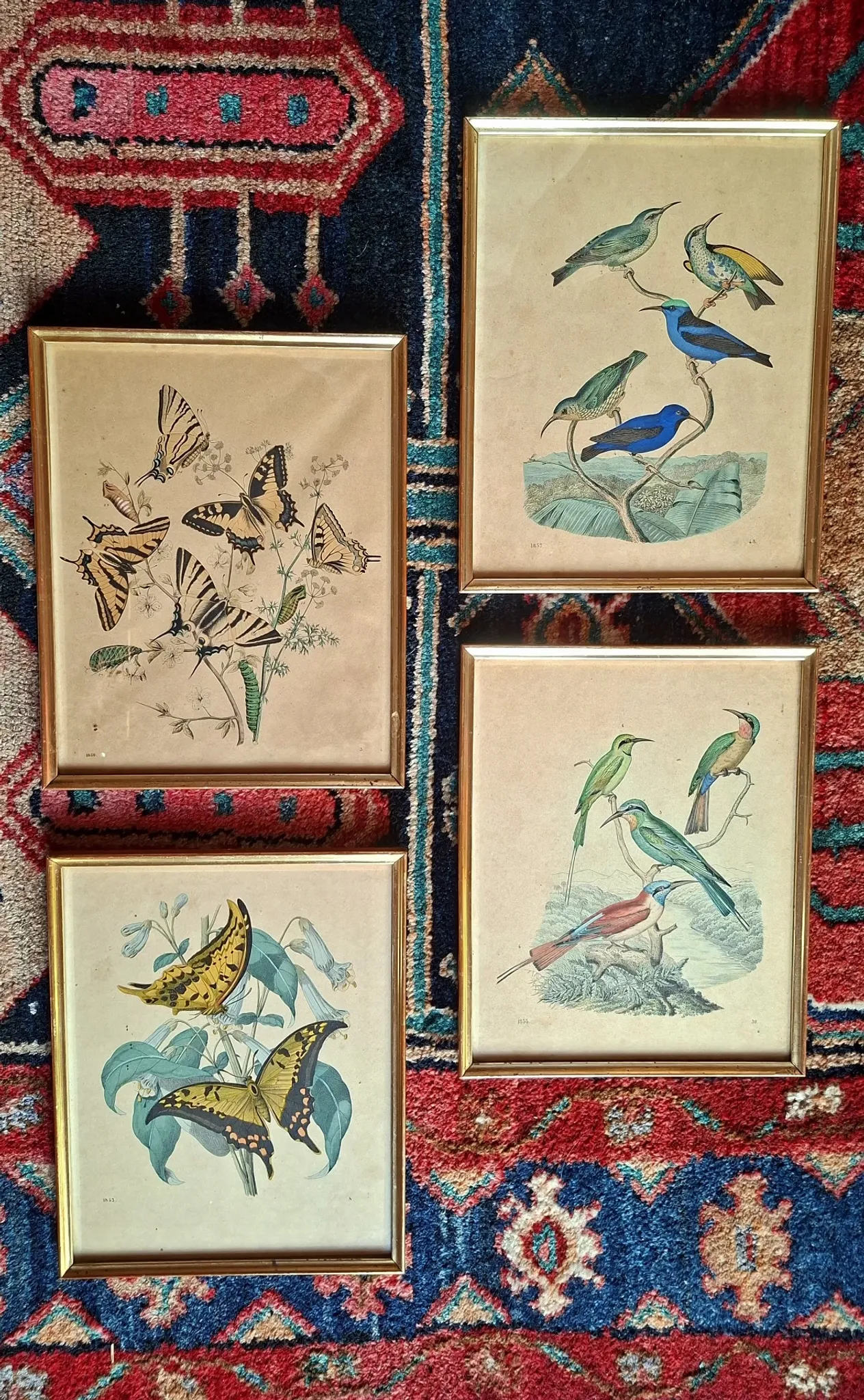 Set of 4 authentic antique naturalist lithographs (circa 1850)
