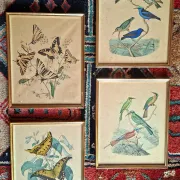 Set of 4 authentic antique naturalist lithographs (circa 1850)