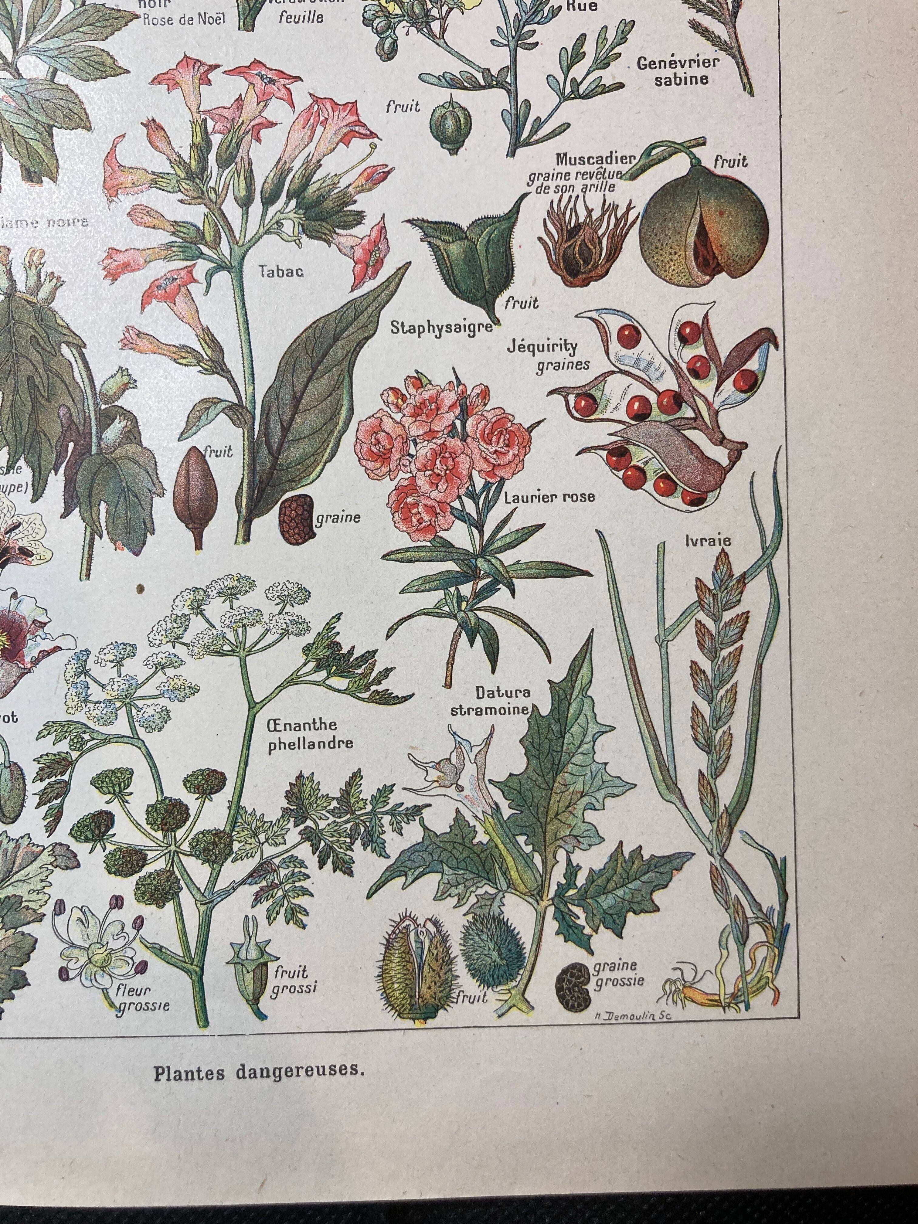 Lithograph on dangerous plants from 1920 "poppy"