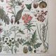 Lithograph on dangerous plants from 1920 "poppy"