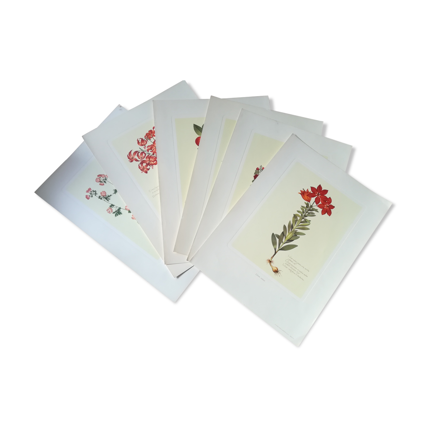 Lot of 6 botanical boards