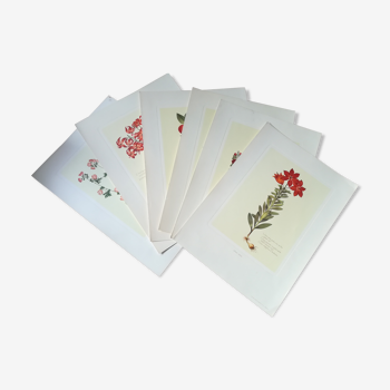 Lot de 6 planches botaniques