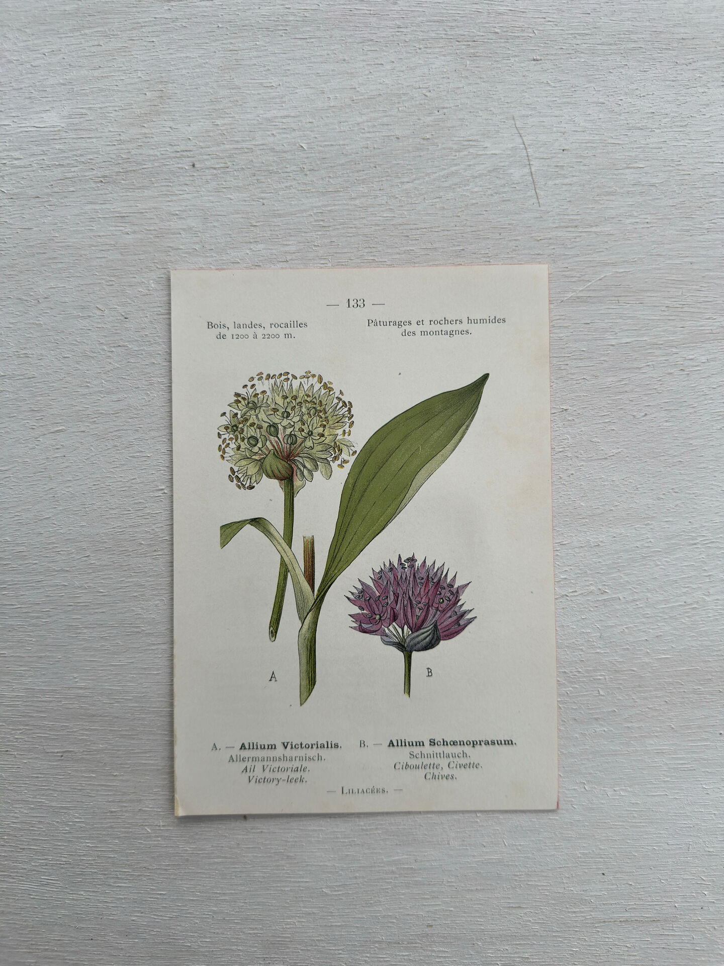 Botanical Plate 1800 Old naturalist engraving 19th century double-sided