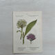 Botanical Plate 1800 Old naturalist engraving 19th century double-sided