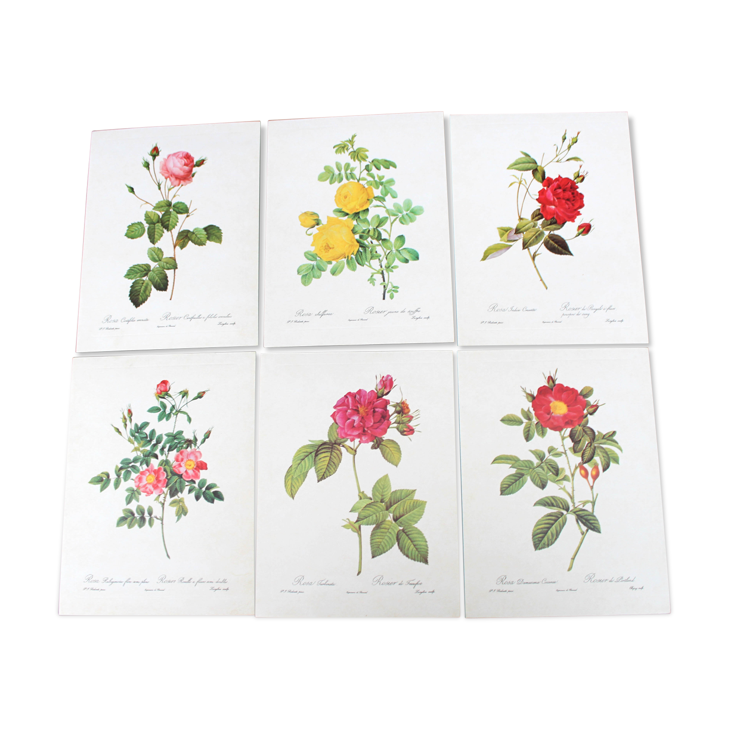 Lot of 6 vintage botanical prints, P.J. Redoute Roses Rosa, Imprimerie de Rémond