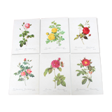 Lot of 6 vintage botanical prints, P.J. Redoute Roses Rosa, Imprimerie de Rémond