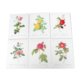 Lot of 6 vintage botanical prints, P.J. Redoute Roses Rosa, Imprimerie de Rémond