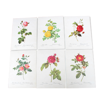 Lot of 6 vintage botanical prints, P.J. Redoute Roses Rosa, Imprimerie de Rémond