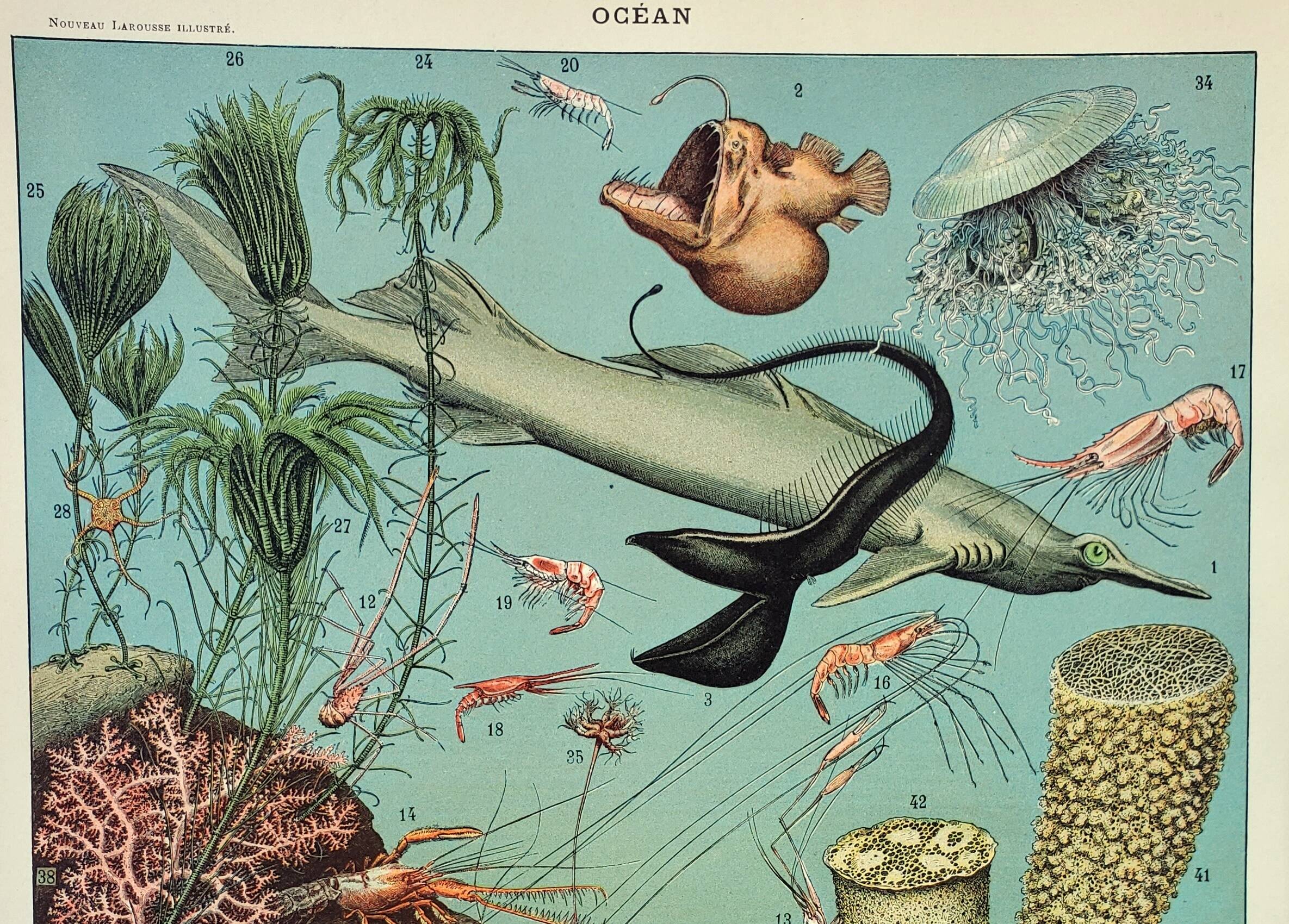 Old engraving 1898, Ocean (deep and abyss), fauna • Lithograph, Original plate