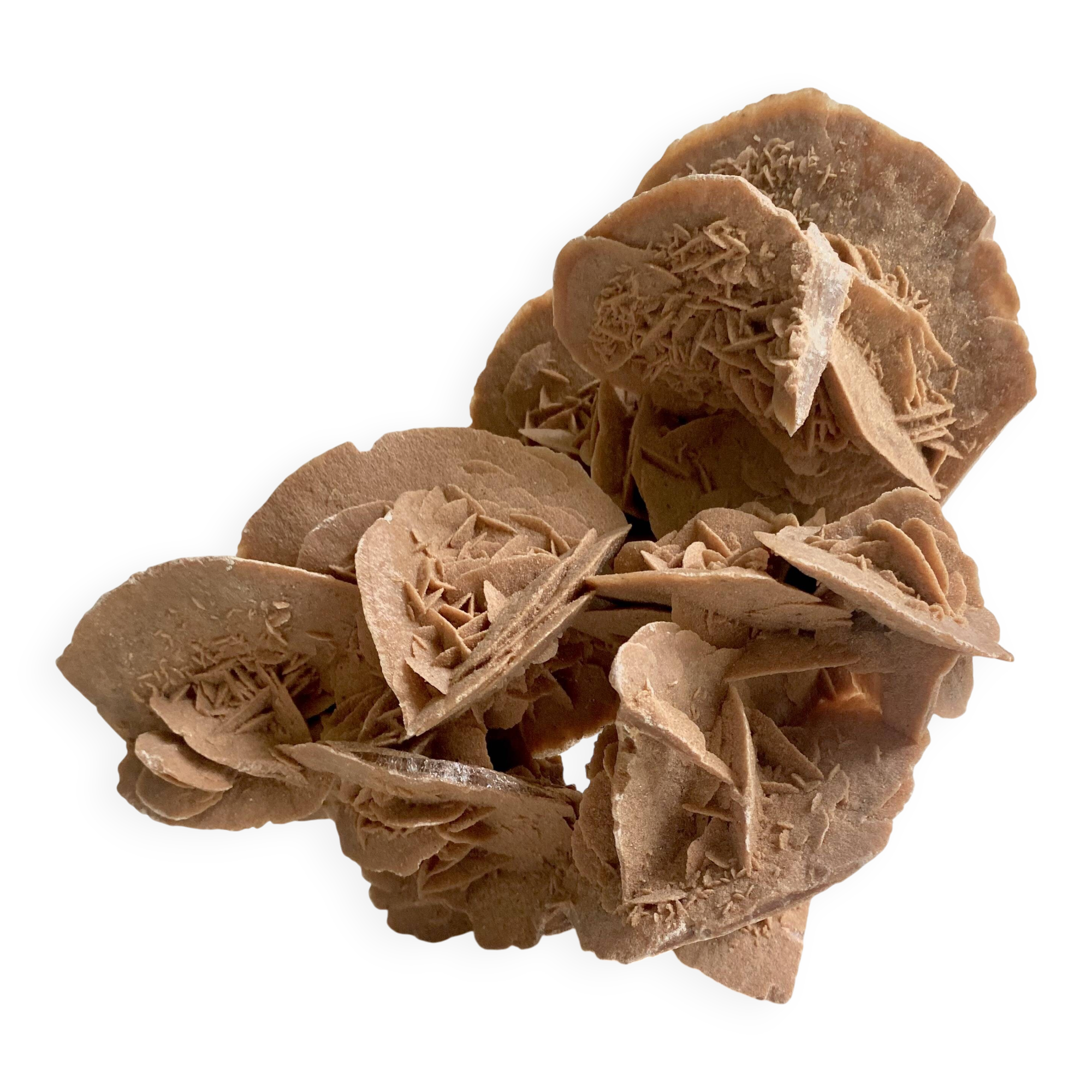 Sand rose 23 cm