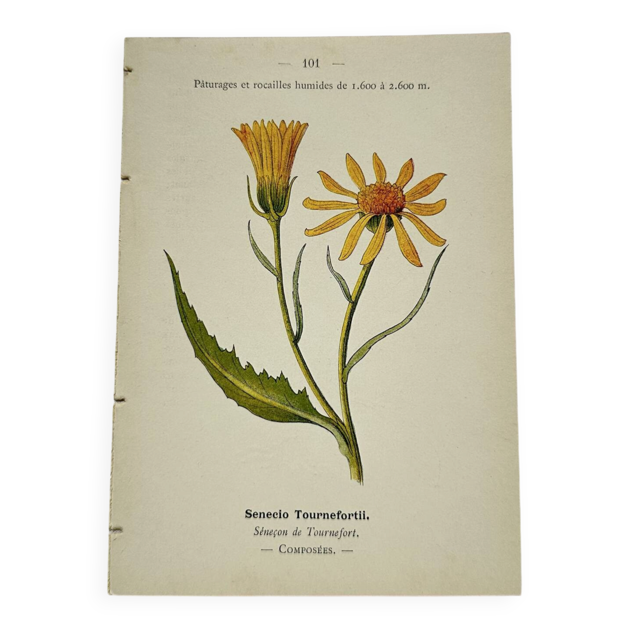 Coloured engraving hands botanical poster antique 1800 double-sided