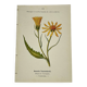 Coloured engraving hands botanical poster antique 1800 double-sided