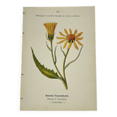 Coloured engraving hands botanical poster antique 1800 double-sided